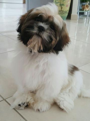 Lhassa apso